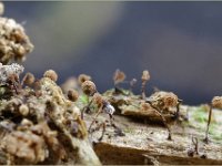 Cribraria languescens